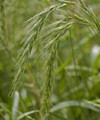 Ornamental Grass Seed - Elymus Sibericus