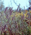 Ornamental Grass Seed - Elymus Canadensis