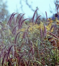 Ornamental Grass Seed - Elymus Canadensis
