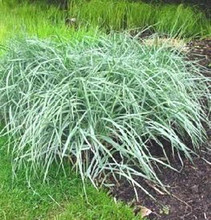 Ornamental Grass Seed - Elymus Arenarius