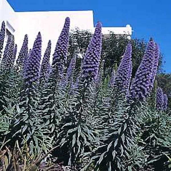 Echium Fastuosum Pride Of Madeira Perennial Seeds Echium Fastuosum Pride Of Madeira Perennial Seeds