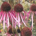 Echinacea Coneflower Pallida