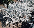 Dusty Miller Silver Dust