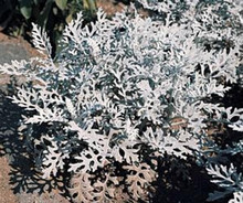 Dusty Miller Silver Dust