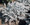 Dusty Miller Silver Dust