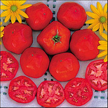 Druzba Tomato