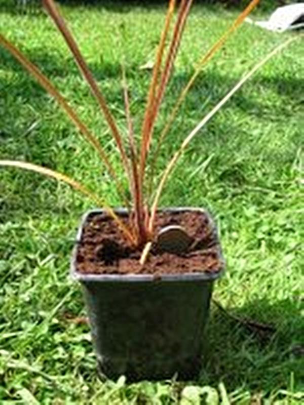 Dracaena Bronze Spike Annual Seeds
