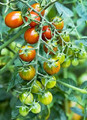 Moby Grape Tomato