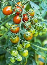 Moby Grape Tomato