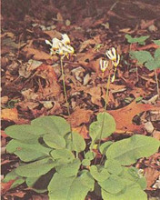 Dodecatheon Media Shooting Star