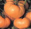 Dixie Golden Giant Heirloom Tomato