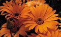 Dimorphotheca African Daisy Sunshine Orange