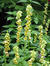 Digitalis Foxglove Ambigua