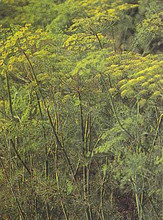 Dill Bouquet