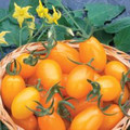 Golden Sweet Tomato