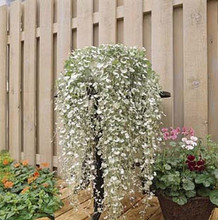 Dichondra Emerald Falls