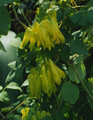 Dicentra Bleeding Heart Scandens Golden Tears