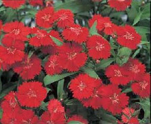 Dianthus Telstar Series Scarlet