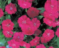 Dianthus Telstar Series Purple