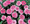 Dianthus Telstar Series Pink
