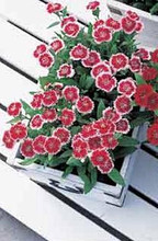 Dianthus Telstar Series Picotee