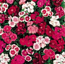 Dianthus Telstar Series Mix