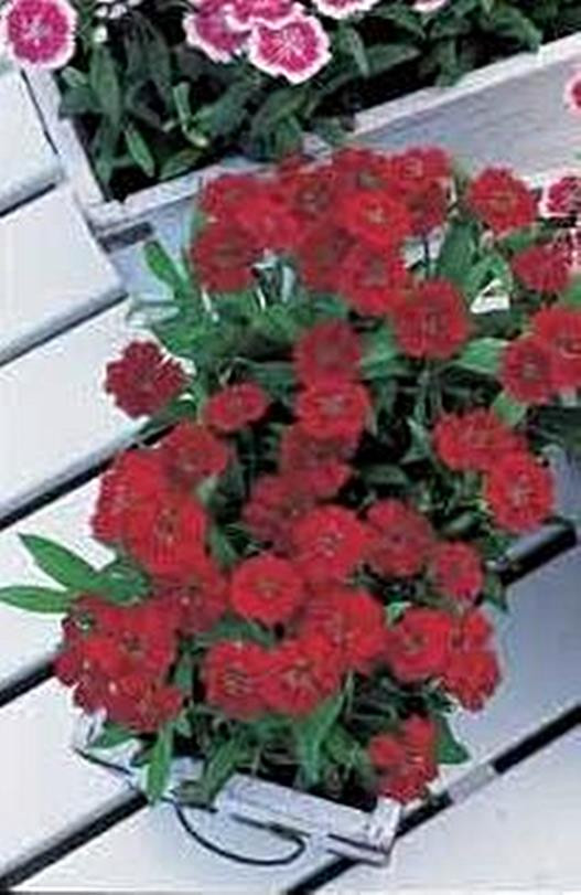 Dianthus Telstar Series Crimson Annual Seeds