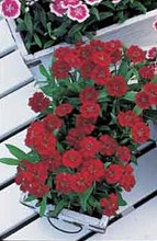 Dianthus Telstar Series Crimson