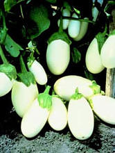 Eggplant Ghostbuster