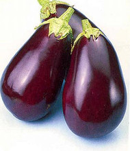 Eggplant Dusky