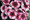 Dianthus Parfait Super Raspberry