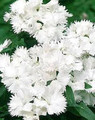 Dianthus Ideal Series White