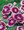 Dianthus Ideal Series Violet Picotee