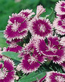 Dianthus Ideal Series Violet Picotee