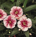 Dianthus Ideal Series White Fire