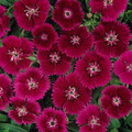 Dianthus Ideal Series Violet