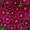 Dianthus Ideal Series Violet