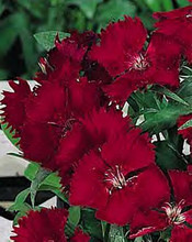 Dianthus Ideal Series Red