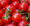 Window Box Globa Tomato