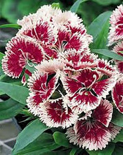 Dianthus Ideal Series Cherry Picotee