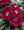 Dianthus Ideal Series Carmine