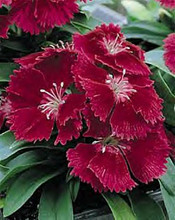 Dianthus Ideal Series Carmine