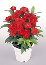 Dianthus Diamond Series Scarlet