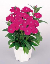 Dianthus Diamond Series Purple