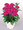 Dianthus Diamond Series Purple