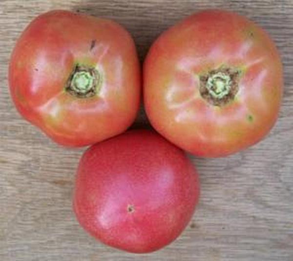 traveller 76 tomato