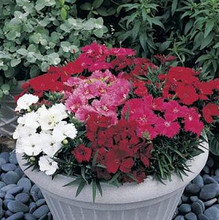 Dianthus Charms Series Magic Mix