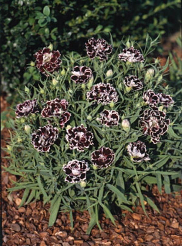 Dianthus Black And White Minstrels Annual Seeds
