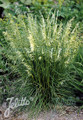Ornamental Grass Seed - Deschampsia Caespitosa Seeds