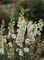 Delphinium Larkspur Qis Series White